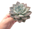 Pachyphytum cv 'Frevel' 4"-5" Powdery Succulent Plant