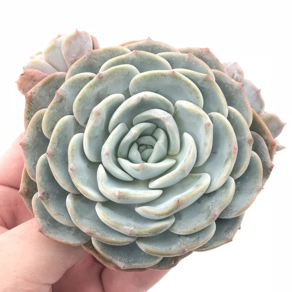 Echeveria Mont Blanc Hybrid 4” Rare Succulent Plant