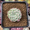 Echeveria 'Arba' 1" New Hybrid Powdery Succulent Plant