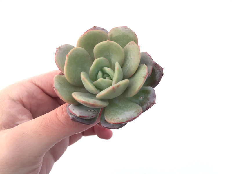 Echeveria 'Soul Mint' 3" Succulent Plant