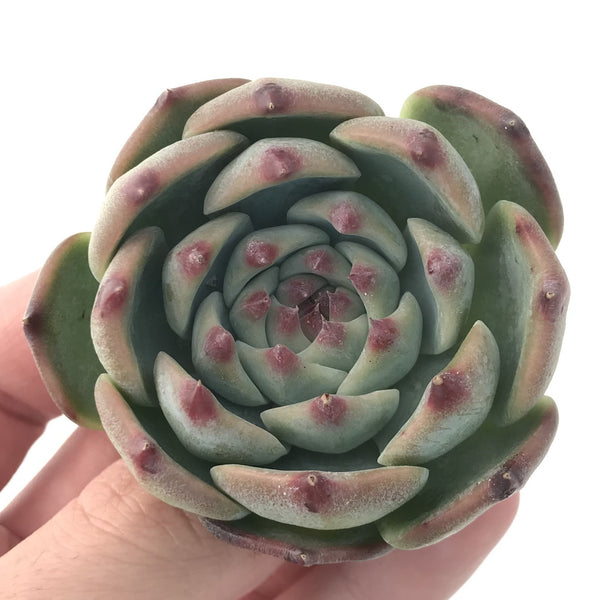 Echeveria 'Chihuahuaensis' 2"-3" Succulent Plant