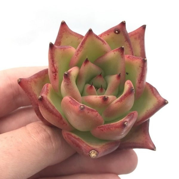 Echeveria Agavoides ‘Ebony’ Hybrid 2" Rare Succulent Plant