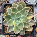 Graptoveria 'Harry Watson' Variegated 4" Succulent Plant