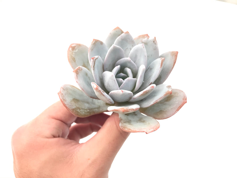 Echeveria 'Laui’ 3"-4" Powdery Succulent Plant