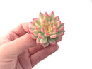 Echeveria 'Mebina' Variegated 2" Succulent Plant