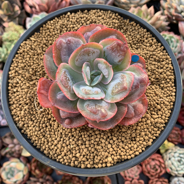 Echeveria 'Hearts Delight' 3" Succulent Plant