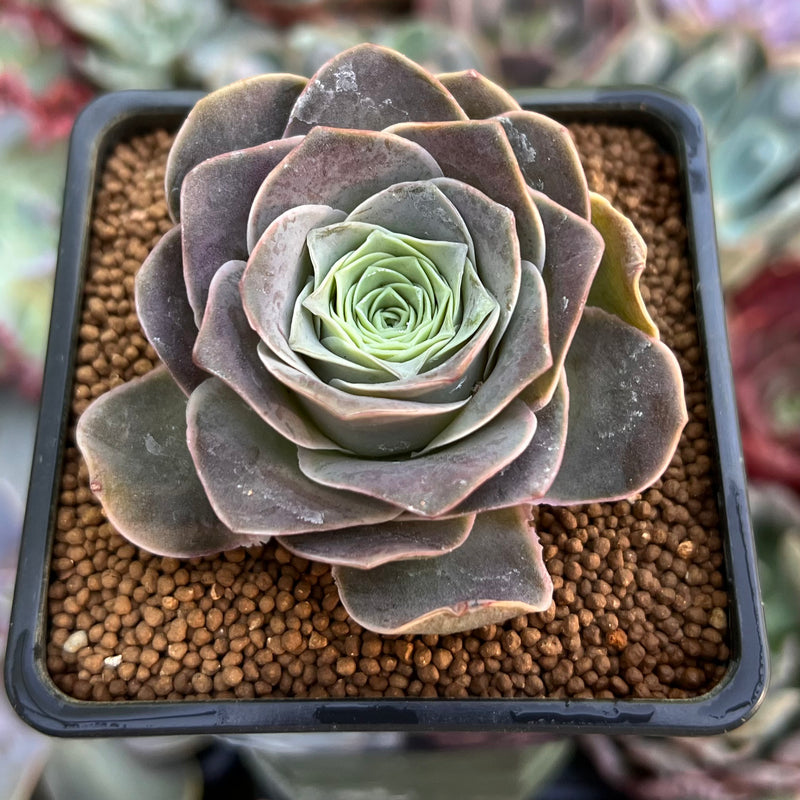 Greenovia 'El Hiero' 2" Succulent Plant