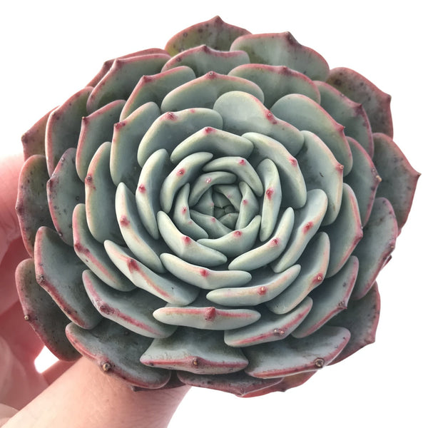 Echeveria 'Redmoon' 3"-4" Powdery Succulent Plant