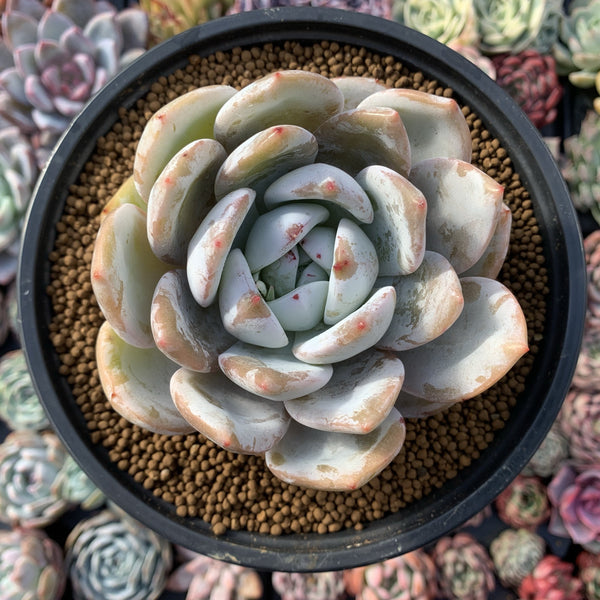 Echeveria 'Ivory' 5" Powdery Succulent Plant