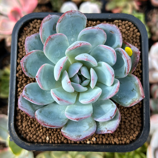 Echeveria 'Red Powder' 2" Powdery Succulent Plant