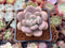 Pachyphytum Oviferum 'Tsukibijin' 2" Succulent Plant