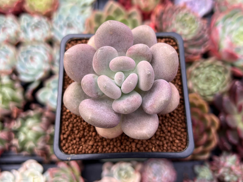 Pachyphytum Oviferum 'Tsukibijin' 2" Succulent Plant