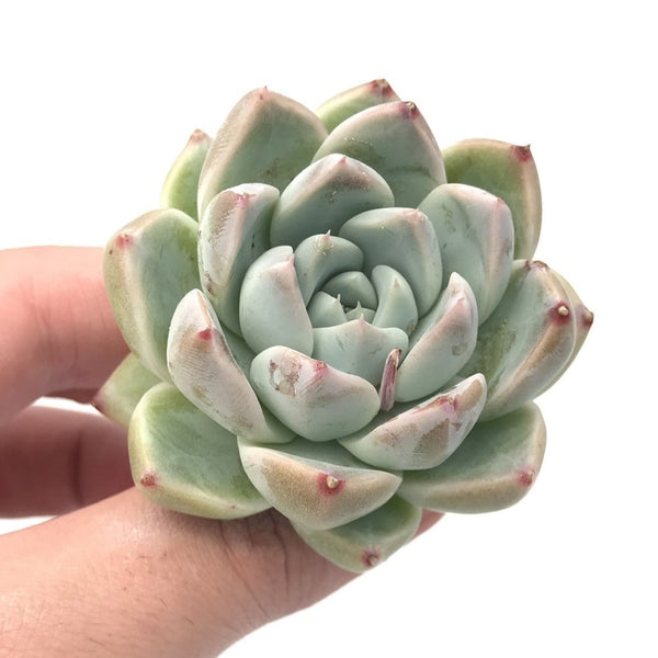 Echeveria sp. Small 1”-2" Succulent Plant