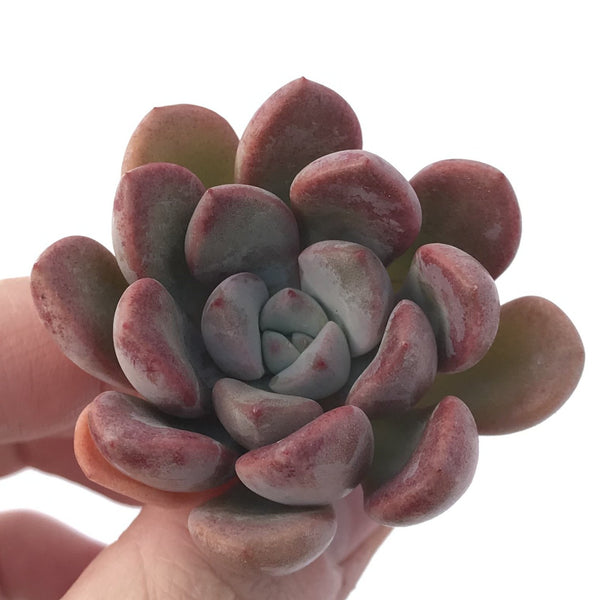 Echeveria 'Arandron' 1" New Hybrid Succulent Plant