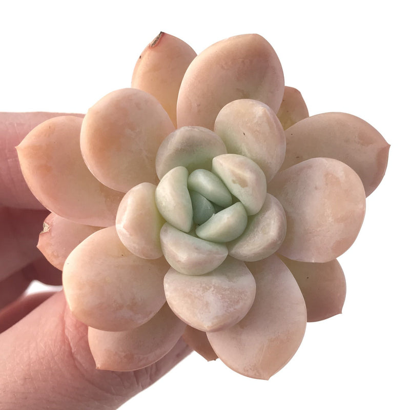 Echeveria 'Muellerl' 1"-2" New Hybrid Succulent Plant