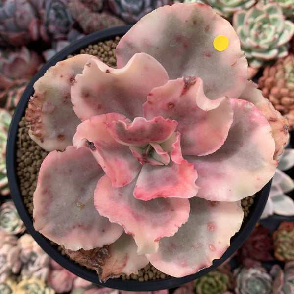 Echeveria 'Suyeon Frill' Variegated 5" Succulent Plant