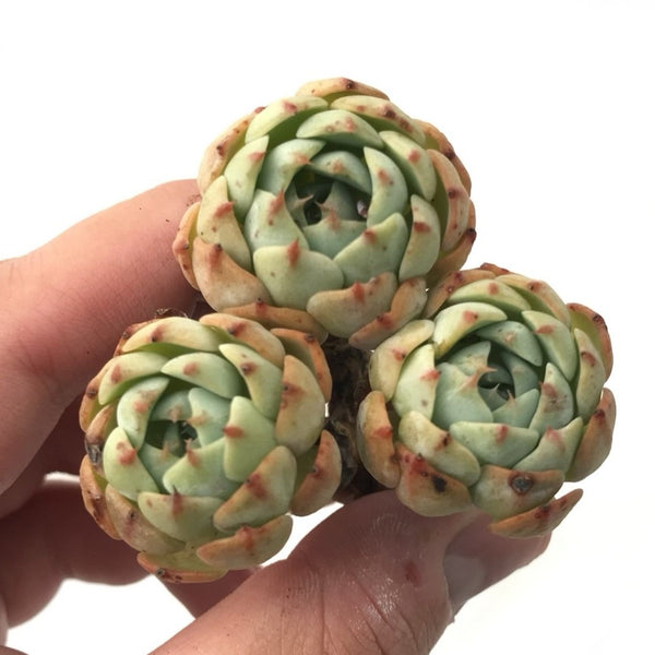 Echeveria 'Lala' Cluster 2" Rare Succulent Plant