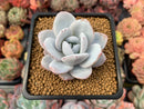 Echeveria 'Laui' 2" Powdery Succulent Plant