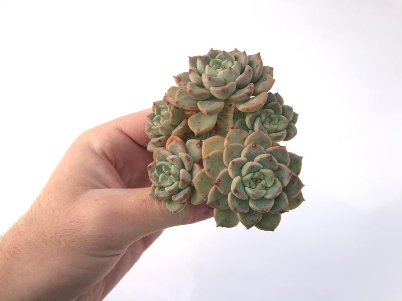 Echeveria 'Tinkerbell' 3" Cluster Succulent Plant