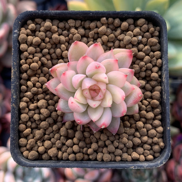 Echeveria 'Mebina' Variegated 1" Small Succulent Plant