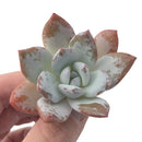 Echeveria 'Ivory' Selected Clone 1"-2" Powdery Succulent Plant