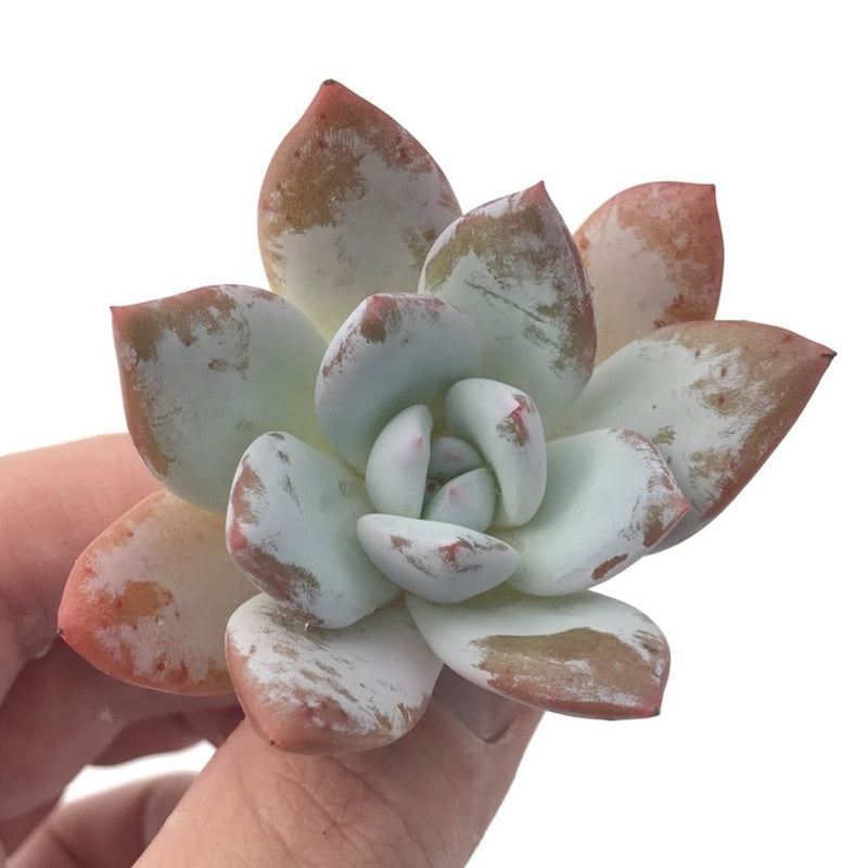 Echeveria 'Ivory' Selected Clone 1"-2" Powdery Succulent Plant