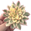 Echeveria 'Esther' Variegated 4" Succulent Plant