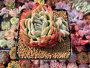 Echeveria 'Rasberry Ice' 4"-5" Succulent Plant