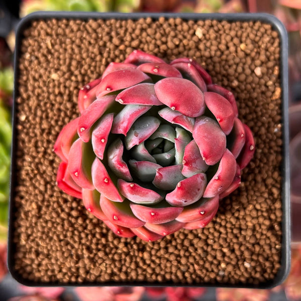 Echeveria 'Alliance' 2" Succulent Plant