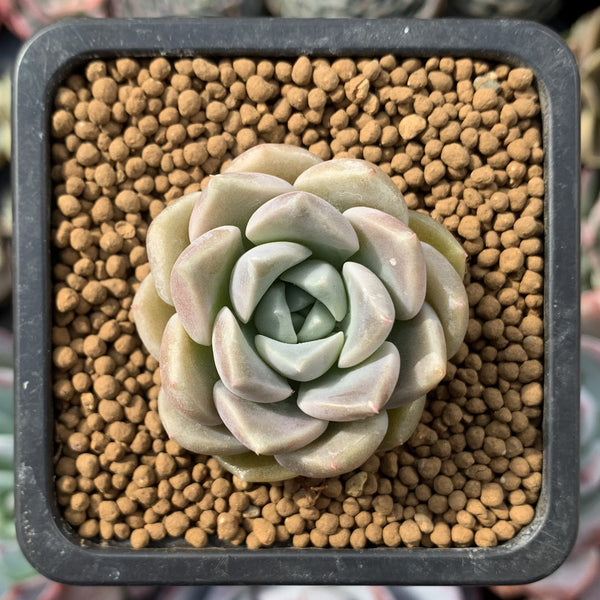 Echeveria 'Boracay' 1" New Hybrid Succulent Plant