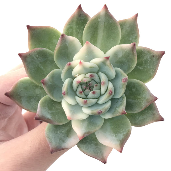 Echeveria 'Chihuahuaensis' Variegated 3" Succulent Plant