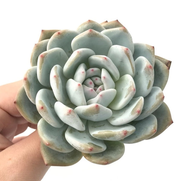 Echeveria 'Potosina' 3" Rare Succulent Plant