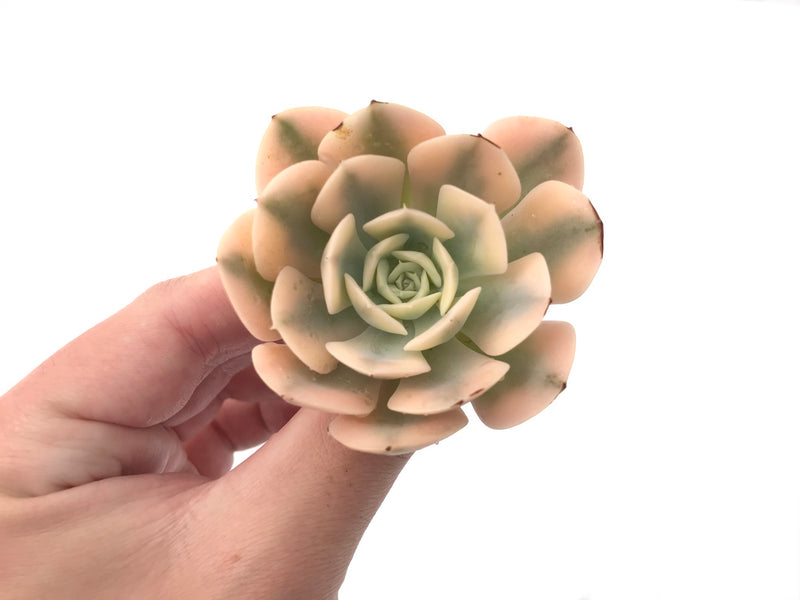 Echeveria Runyonii Variegated (Aka Echeveria 'Akaihosi' Variegated) 2" Succulent Plant