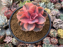 Echeveria 'Rainbow' Variegated 3"-4" Succulent Plant