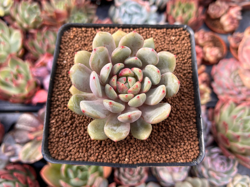 Echeveria sp. 2" Succulent Plant