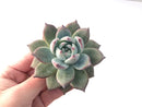 Echeveria 'Black Sabbath' 4"-5" Powdery Succulent Plant