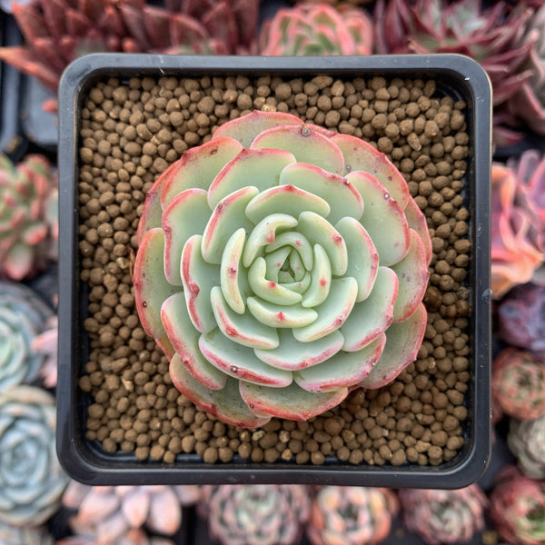 Echeveria 'Moon Harvest' 2" Succulent Plant