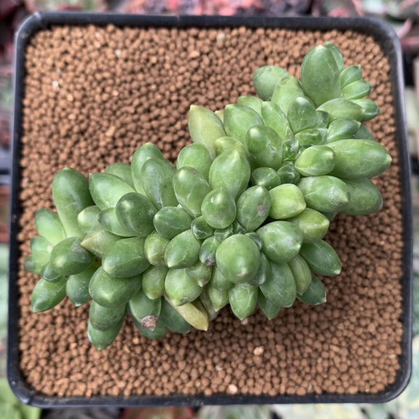 Pachyphytum 'Compactum' Crested 3" Succulent Plant