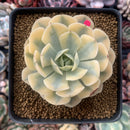 Echeveria Runyonii Variegated (Aka Echeveria 'Akaihosi' Variegated) 3" Succulent Plant