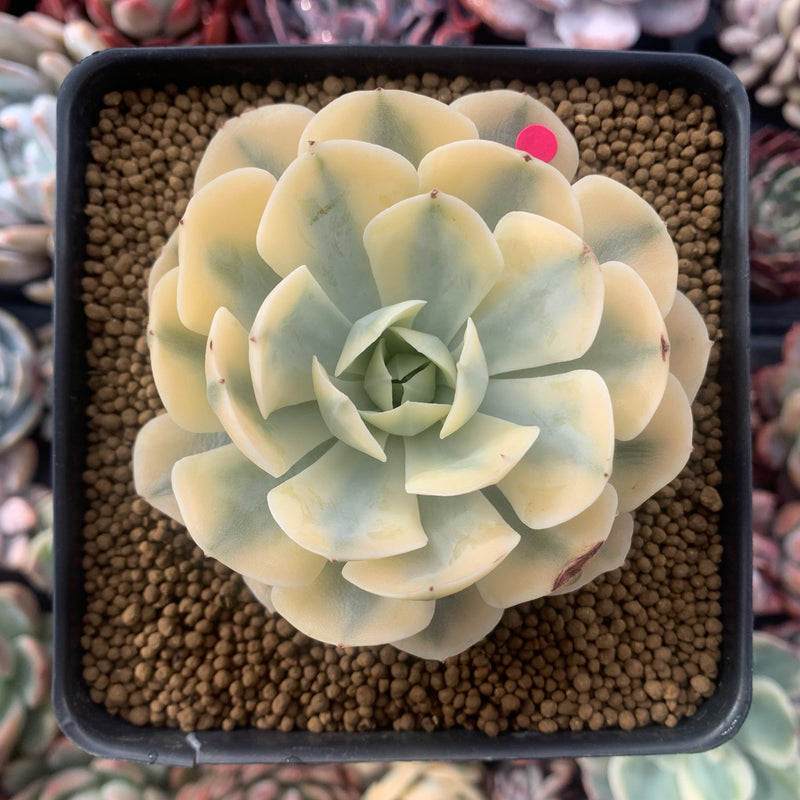 Echeveria Runyonii Variegated (Aka Echeveria 'Akaihosi' Variegated) 3" Succulent Plant