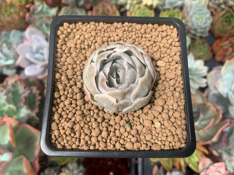 Echeveria 'Amanda' 1" Succulent Plant