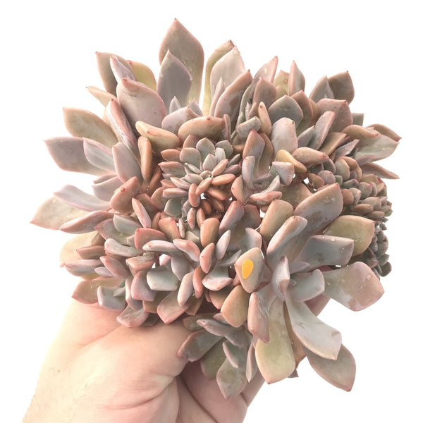 Graptoveria 'Debbie' Crested 5"-6" Rare Succulent Plant