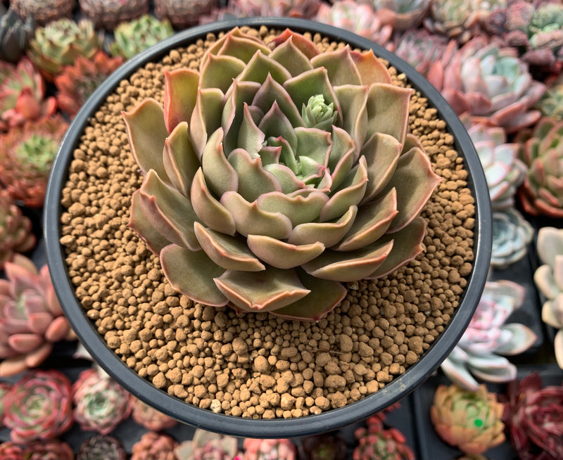 Echeveria 'Kisses' 4"-5" Succulent Plant