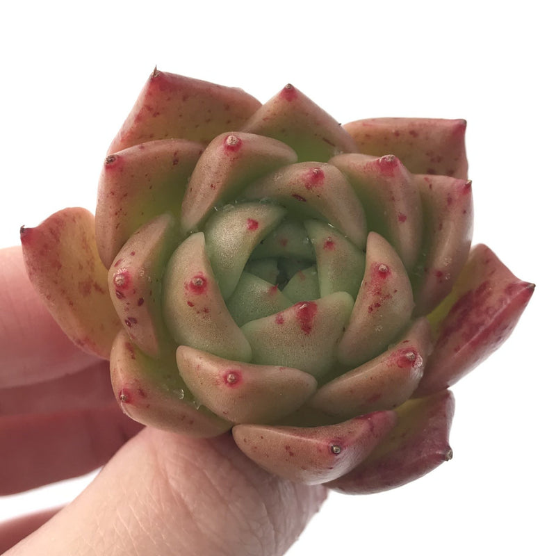 Echeveria Agavoides 'Spicy' 2" Succulent Plant