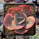 Echeveria 'Harry Butterfield' Variegated 3" Succulent Plant