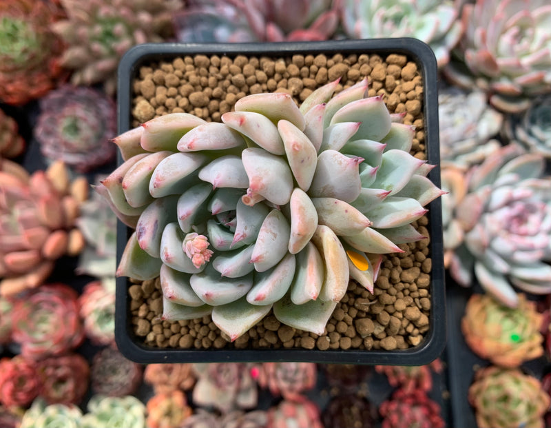 Echeveria 'Larega' 3" Succulent Plant