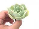 Echeveria 'Cooks Pride' Variegated 3" Rare Succulent Plant