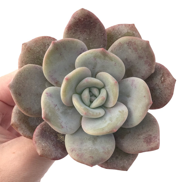 Echeveria 'Missing You' 4" Succulent Plant