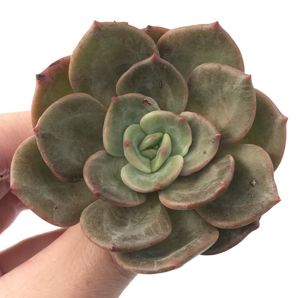 Echeveria 'Mongsil' 3" Succulent Plant