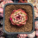 Echeveria Agavoides 'Mont Blanc' 1" Succulent Plant